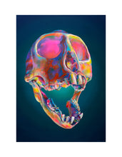 Wes Winship: Vervet Monkey Skull giclée print