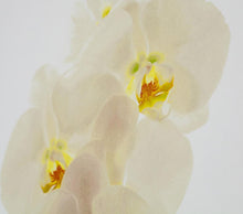 Joanne Chow Winship "Third Generation" print